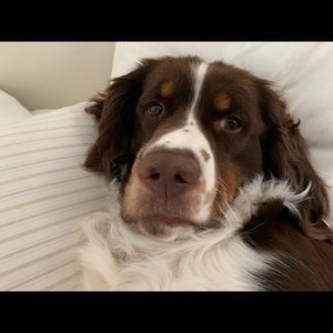 Meet your Posher, Morgan